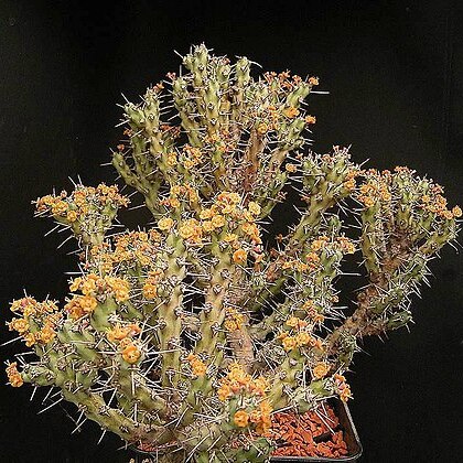 Euphorbia godana unspecified picture