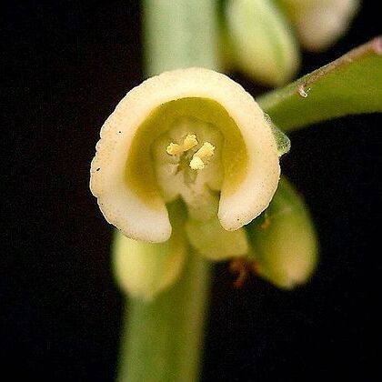 Euphorbia neocrispa unspecified picture