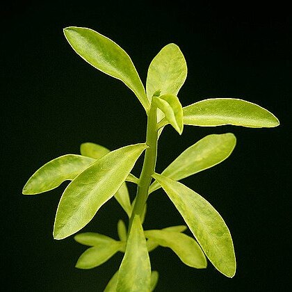 Euphorbia orthoclada unspecified picture