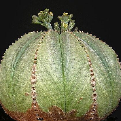 Euphorbia obesa unspecified picture