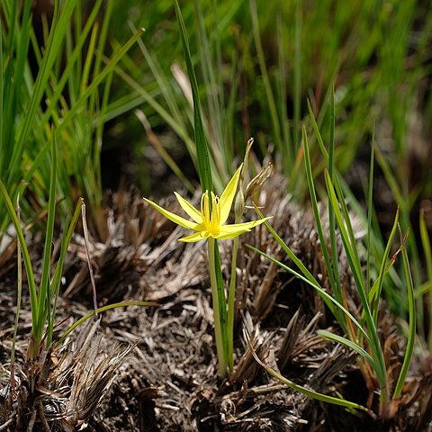 Empodium monophyllum unspecified picture