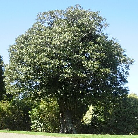 Elaeocarpus dentatus unspecified picture