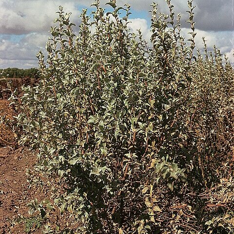 Elaeagnus unspecified picture