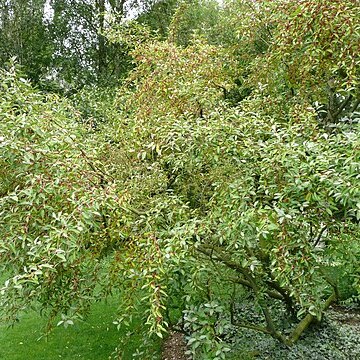 Elaeagnus montana unspecified picture