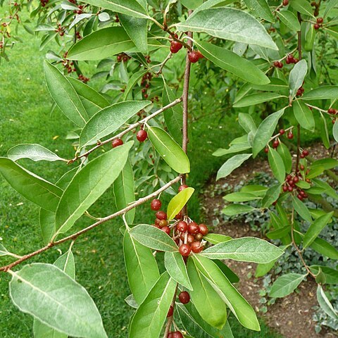 Elaeagnus montana unspecified picture