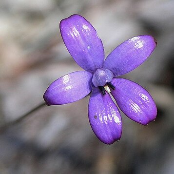 Caladenia brunonis unspecified picture