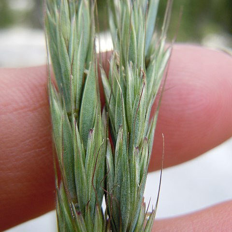 Elymus glaucus unspecified picture