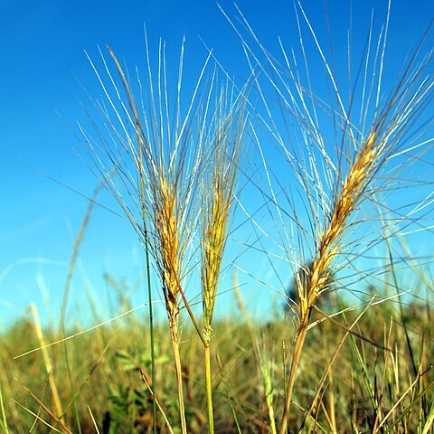 Elymus elymoides unspecified picture