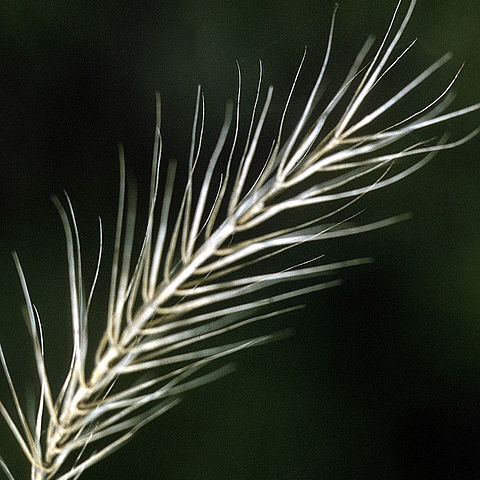 Elymus riparius unspecified picture