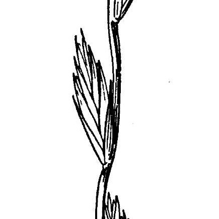 Elymus stebbinsii unspecified picture