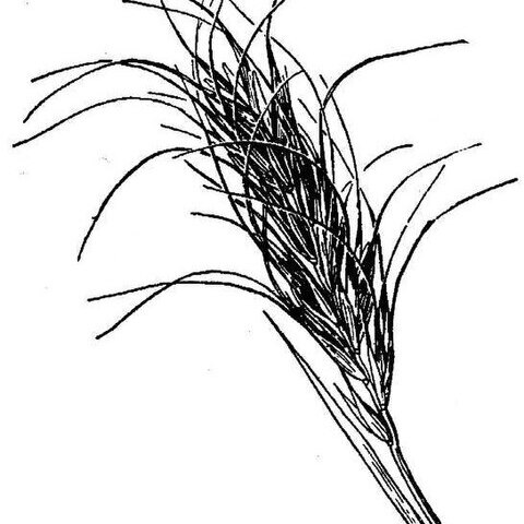 Elymus scribneri unspecified picture