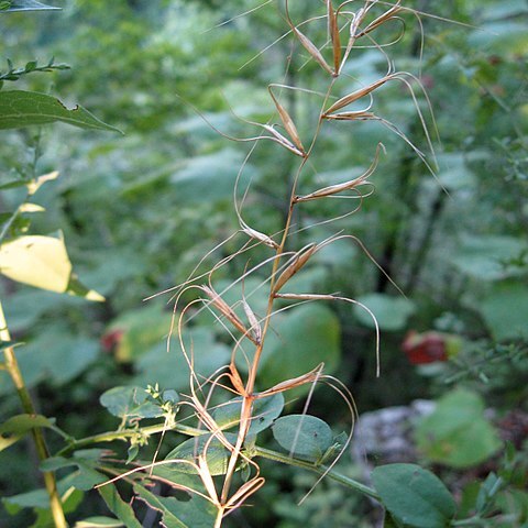 Elymus svensonii unspecified picture