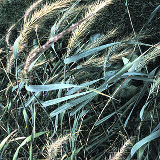 Elymus unspecified picture