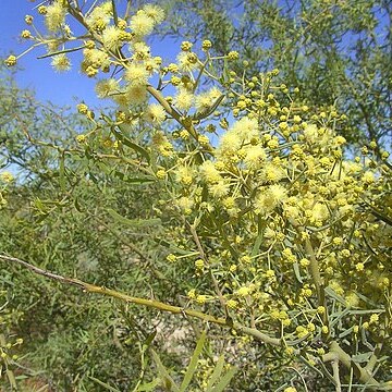 Acacia victoriae unspecified picture