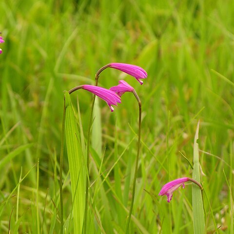 Eleorchis unspecified picture