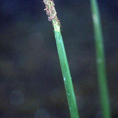 Eleocharis quadrangulata unspecified picture