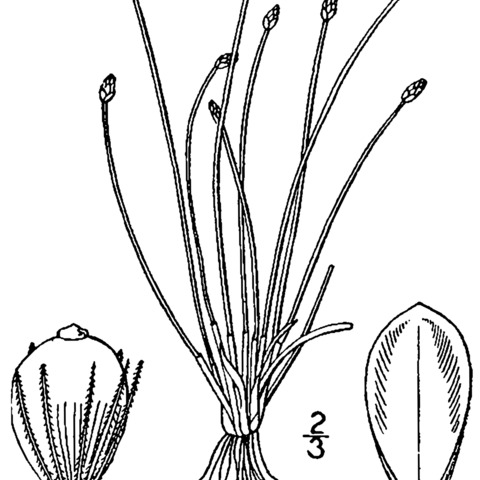 Eleocharis tenuis unspecified picture