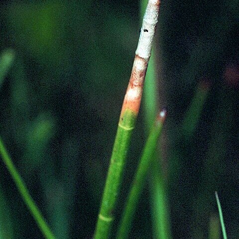 Eleocharis equisetoides unspecified picture