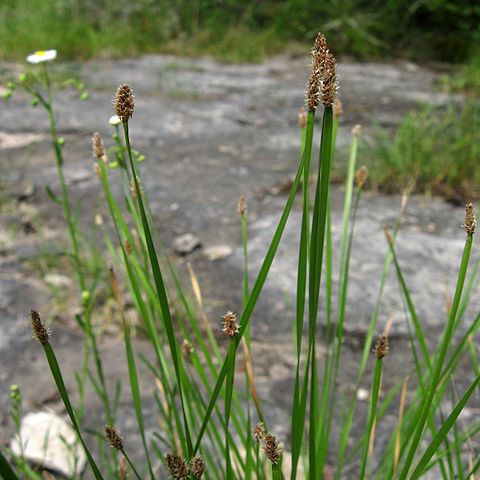 Eleocharis bifida unspecified picture