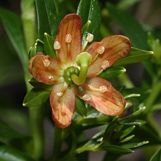 Elliottia pyroliflora unspecified picture