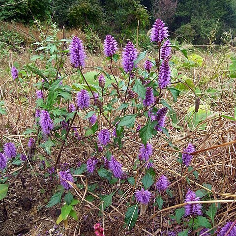 Elsholtzia splendens unspecified picture