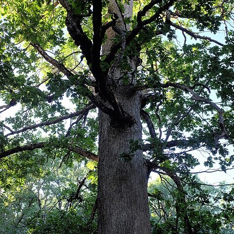 Quercus vulcanica unspecified picture