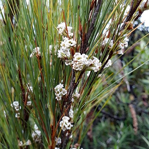 Dracophyllum filifolium unspecified picture