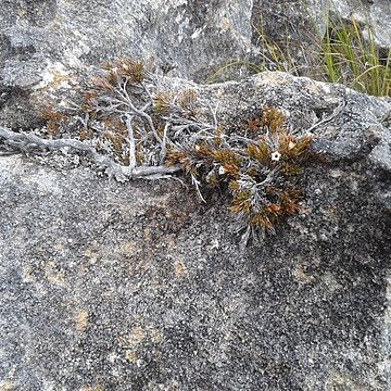 Dracophyllum densum unspecified picture