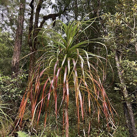 Dracophyllum elegantissimum unspecified picture