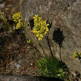 Draba subnivalis unspecified picture