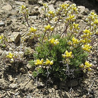 Draba paysonii unspecified picture