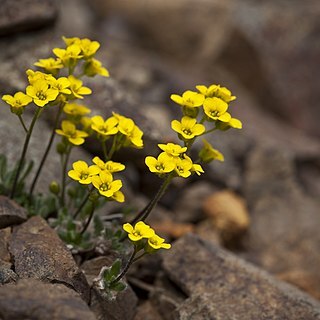 Draba alpina unspecified picture