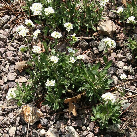 Draba arabisans unspecified picture