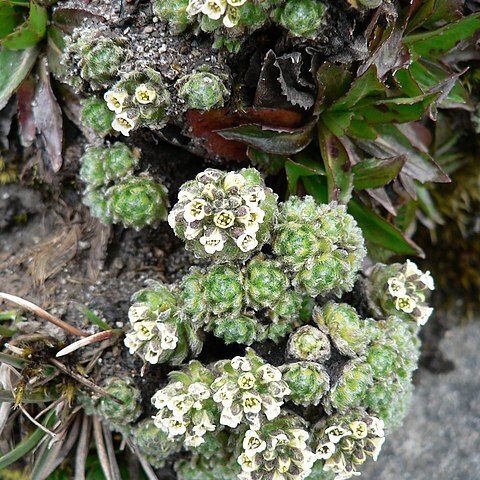 Draba aretioides unspecified picture