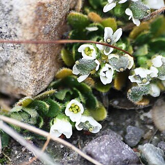 Draba arctica unspecified picture