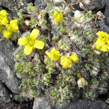 Draba acaulis unspecified picture