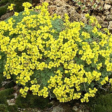 Draba yunnanensis unspecified picture