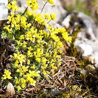 Draba incerta unspecified picture