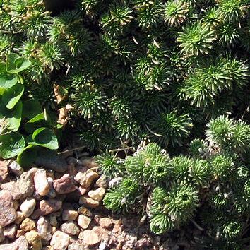 Draba hispanica unspecified picture