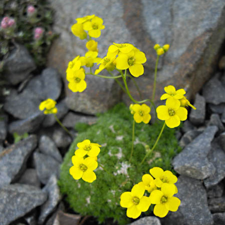 Draba densifolia unspecified picture