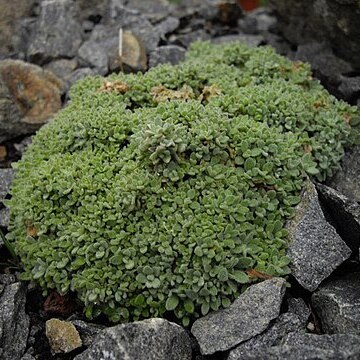 Draba mollissima unspecified picture