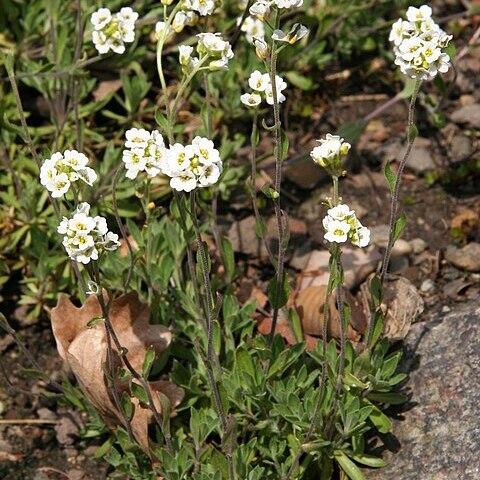 Draba magellanica unspecified picture