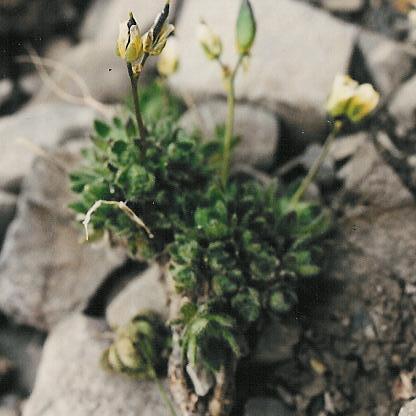 Draba ladina unspecified picture