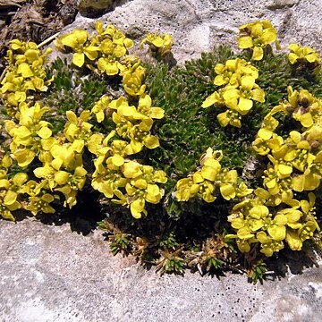 Draba sauteri unspecified picture