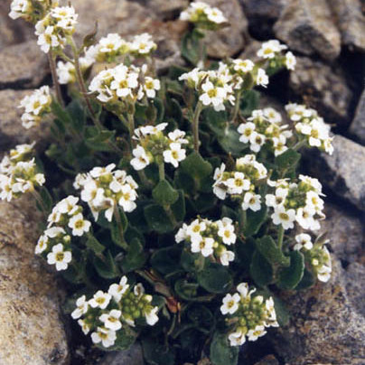 Draba sakuraii unspecified picture