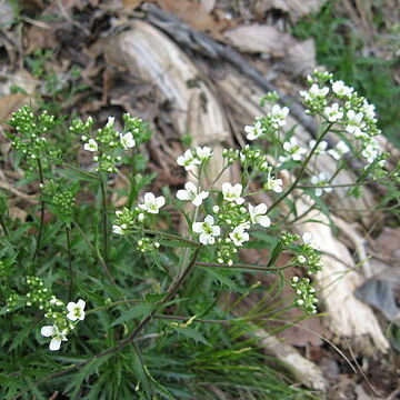 Draba ramosissima unspecified picture