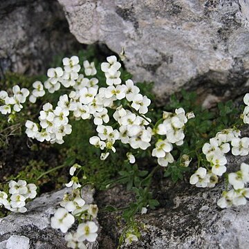 Draba stellata unspecified picture