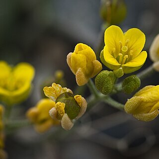 Draba stenoloba unspecified picture