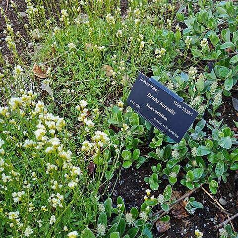 Draba borealis unspecified picture