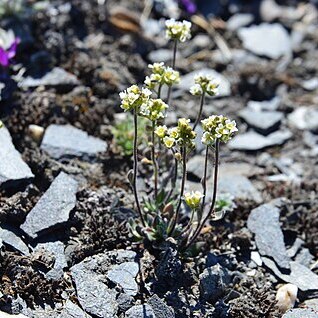 Draba cinerea unspecified picture